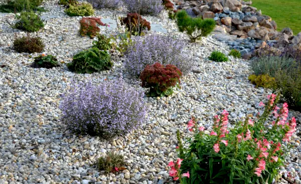 stone, red, telephium, sedum, monastery, herb, yard, flat, meadow, steppe, rockery, landscaping, gardening, garden, rock, november, desert, round, bench, turf, racemosa, mussinii, medium, campanula, prairie, gravel, mulching, mulch, pebble, gray, aromatic, greenery, blooming, blossom, wide, bloom, flower, leaf, park, mint, violet, lamiaceae, medicinal herb, flowerbed, flower bed, nepeta, faassenii, catnip, catmint, cat, white