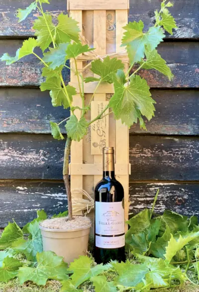 alopecuroides, amellus, aster, belgii, boulders, center, chamaecyparissus, circle, concrete, curb, cylindrica, dumosum, entrance, flowerbed, garden, golden, granite, grass, gray, hameln, imperata, japonica, light, line, lot, mulch, mulched, near, novi, park, pebble, pebbles, pennisetum, perennial, pine, prairie, princess, purple, river, rockery, round, santolina, shape, shopping, spirea, steppe, sunny, urban, white, yellow