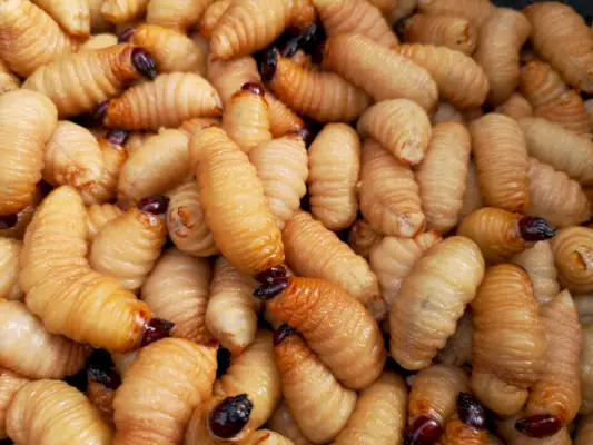 Full Frame Shot Of Maggots