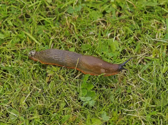 a large red slug arion rufus on a lawn picture taken in swindon, wiltshire, england on the 29th of august 2023