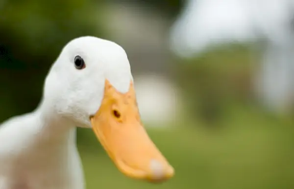 close up of an inquisitive duck shallow depth of field sharp focus on the eye