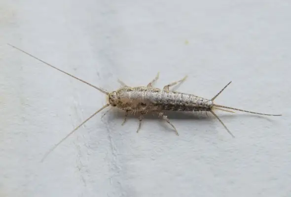 a close up of silverfish