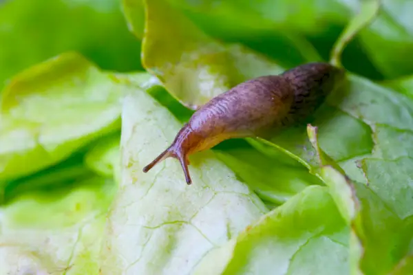 lettuce leaf with snail