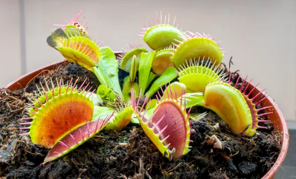 detailed image of venus flytrap dionaea muscipula in a pot full of soil