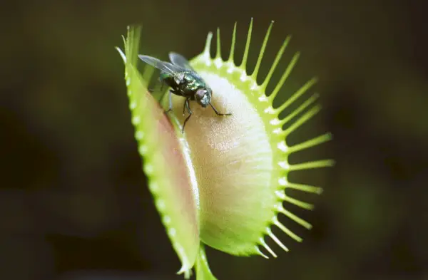 a fly on a venus flytrap outside