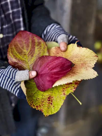 pile of autumn leaves