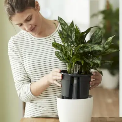 potted plants growing in sunny window