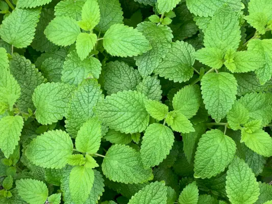 bright green lemon balm leaves during spring blossom