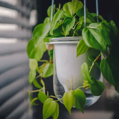 Self Watering Ceramic And Glass Hanging Planter