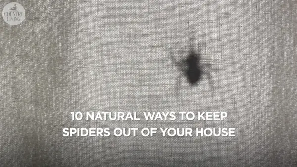 preview for 10 natural ways to keep spiders out of your home