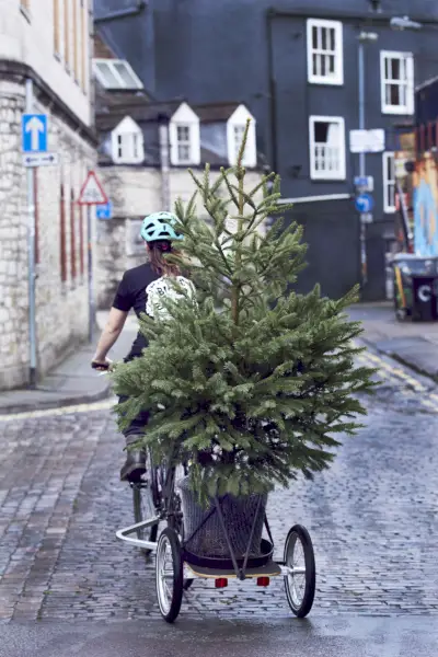 cotswold fir christmas trees photographed by alun callender for country living