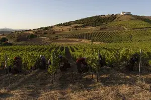 People pick grapes in a vineyard in Turkey