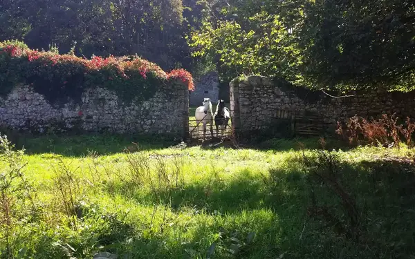 Horses at Cregg Castle in Corrandulla, County Galway, Ireland