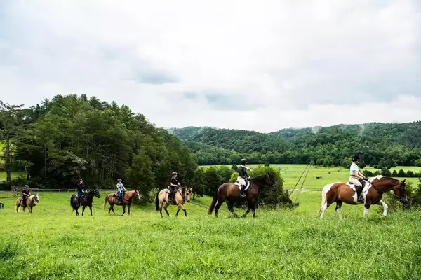 People riding horses in a grassy field with a background of trees and hills
