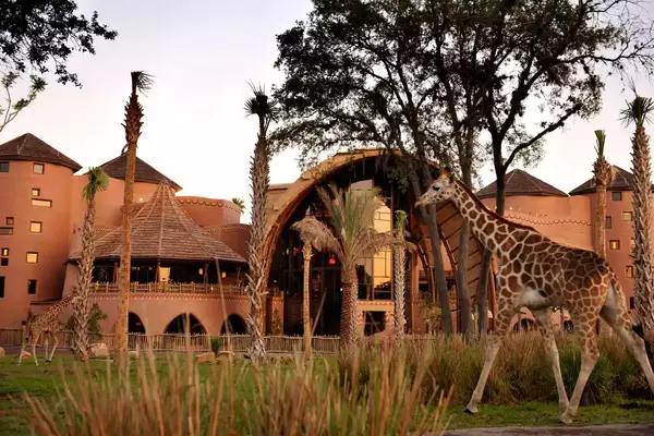 A giraffe walking by Animal Kingdom resort