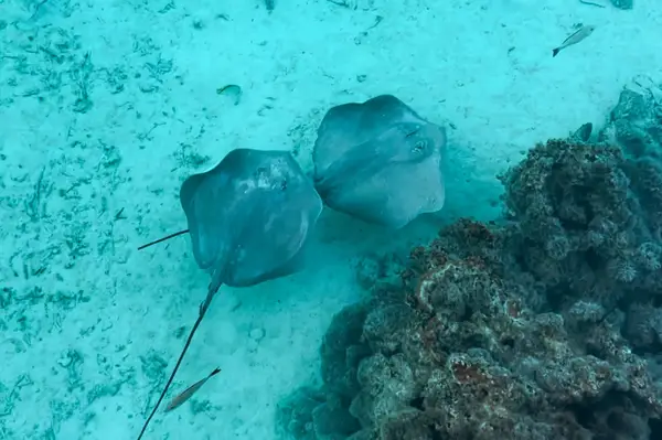 Rays at Conrad Bora Bora Nui