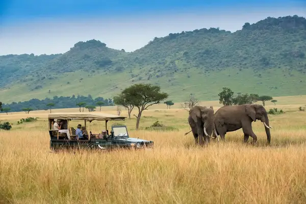 A safari vehicle with passengers observing two elephants in a grassy landscape