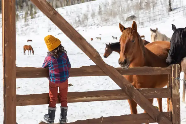 A child looking at horses in the snow