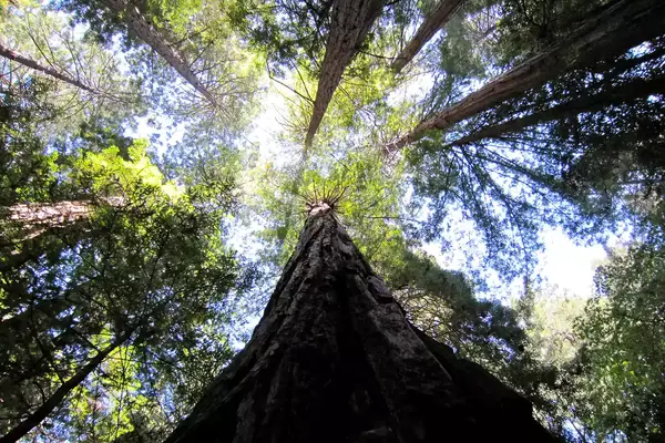 Looking up at the trees in Muir Woods