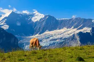 Cow grazing on a green alpine meadow in the Swiss Alps, Switzerland