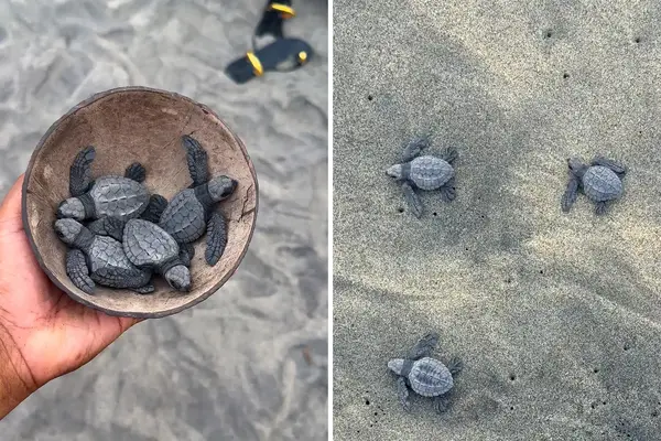 Hand holding a bowl of baby turtles on the left and baby turtles crawling on sand on the right illustrating turtle conservation