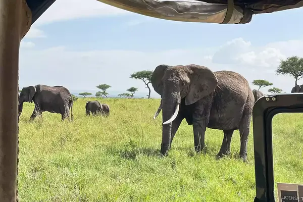 Elephants on the game drive with andBeyond Bateleur Camp