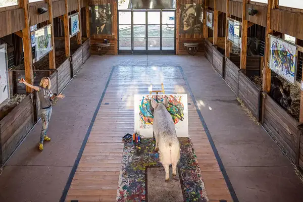 Pigcasso the pig paining inside Farm Sanctuary SA