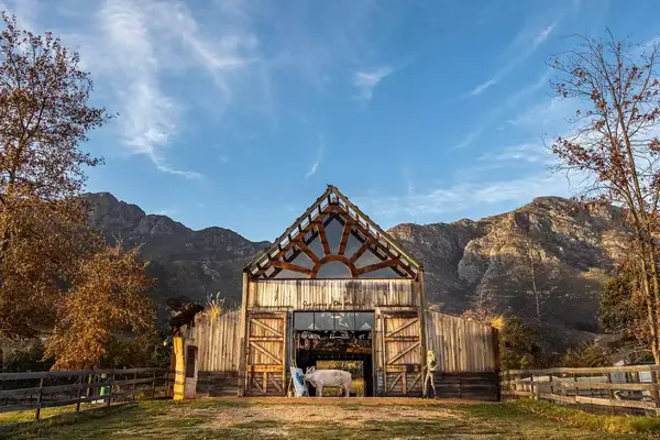 Pigcasso the pig painting at Farm Sanctuary SA