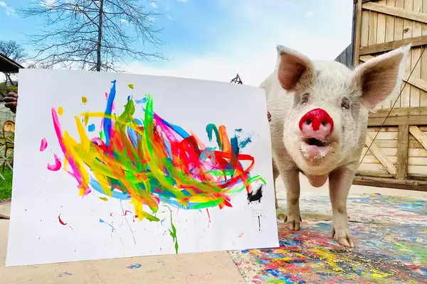 Pigcasso the pig and his painting at Farm Sanctuary SA