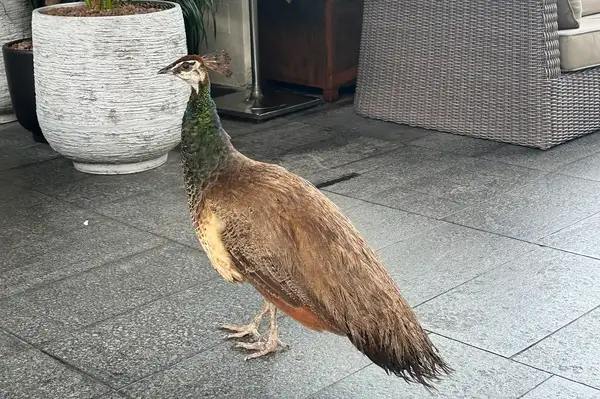 A peacock standing on a gray tiled surface near some planters and outdoor furniture