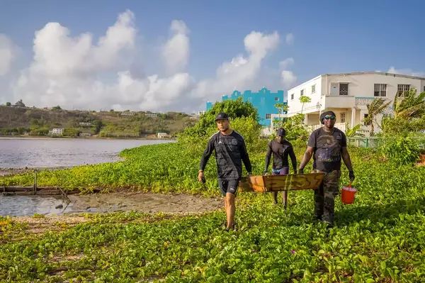 Salt Harvesting at the Four Season Resort and Residences Anguilla
