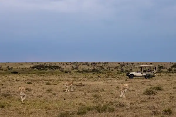 A safari vehicle in an open field observing lions walking nearby