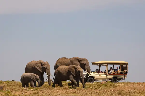 A group of elephants near a safari vehicle with tourists on a plain