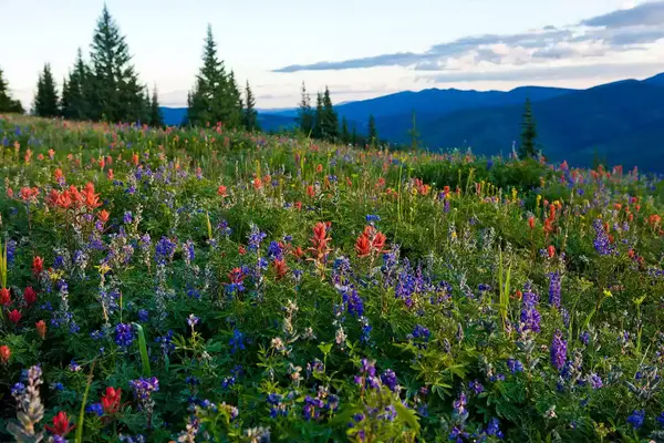 Wildflowers in Vail, Colorado