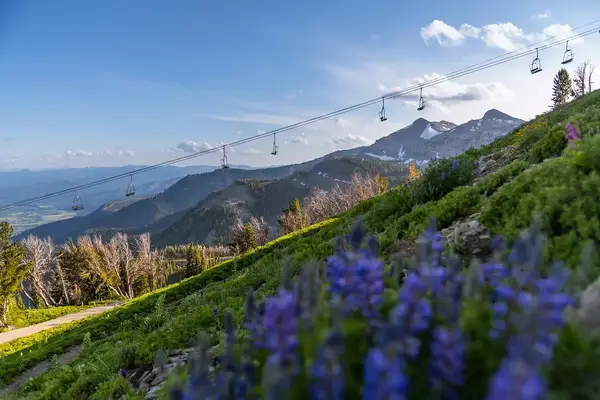 Wildflowers and gondola at Jackson Hole Mountain Resort in Wyoming