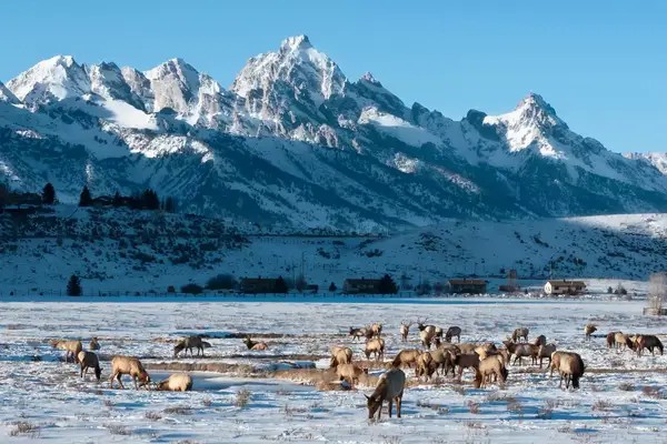 Elk grazing in Jackson Hole, Wyoming, in winter. 