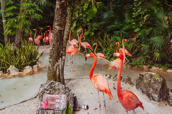 Flamingos at Xcaret Park