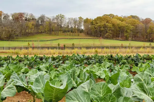 Farm at Southall Luxury Spa and Farm resort in Tennessee