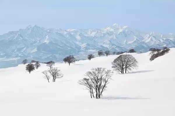 Trees in the snow and Myoko mountain range, Niigata Prefecture