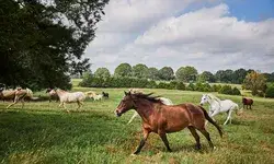 Horses grazing and walking in a grassy field surrounded by trees