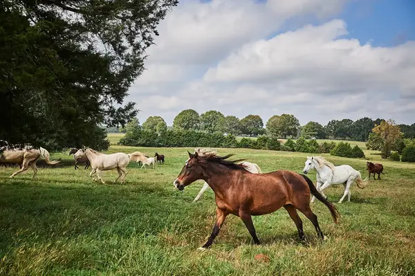 Horses grazing and walking in a grassy field surrounded by trees