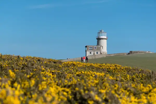 A view of hikers near Belle Tout Lighthouse at Beachy Head, East Sussex with yellow gorse in the foreground.