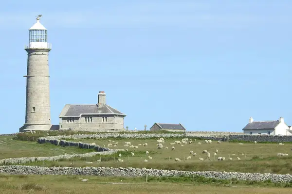 There are lots of sheep in a field surrounded by a granite wall in front of the Old Light and Lightkeeper