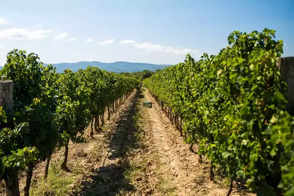 Looking down the vineyards at Il Borro