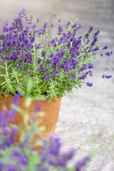 lavender plant