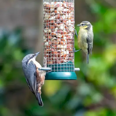 bird feeder