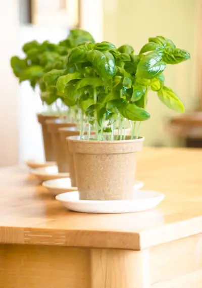 basil - potted plant
