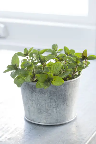 lemon balm plant