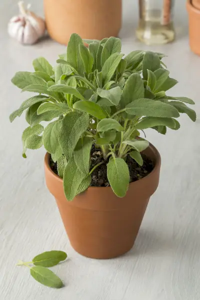 Potted sage