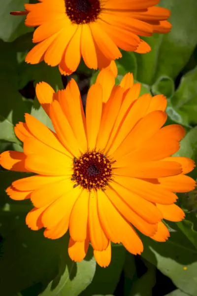 common marigold